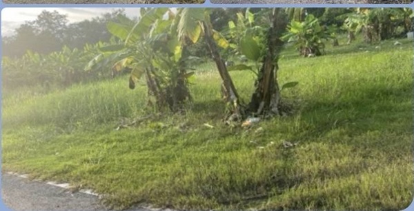 ขายที่ดิน ดอนเจริญ เมืองนครนายก 200 ตร.ว. ติดถนน มีน้ำ มีไฟ พร้อม ไลน์ korn6655