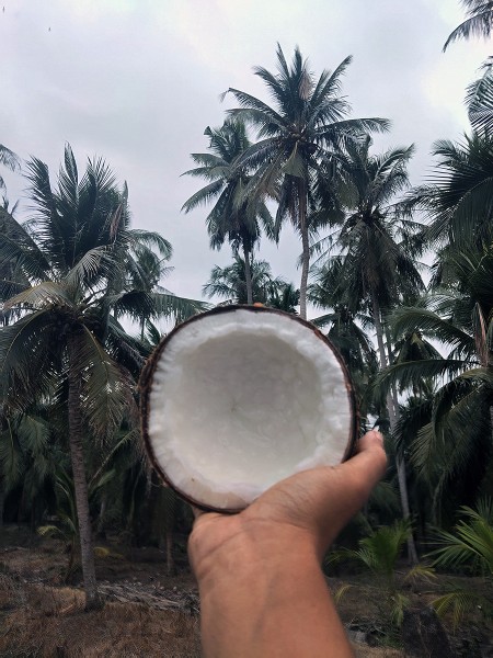 สินค้า ขาย ประจวบครีรีขันธฺ์ ทับสะแก จำหน่ายมะพร้าวกะทิแบบลูก มะพร้าวกะทิ ส่งฟรีกรุงเทพปริมณฑล